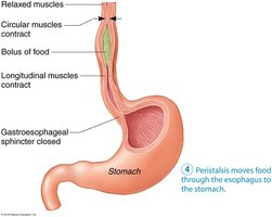 Peristalsis moves food through the esophagus to the stomach