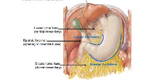 Mesenteries and curvatures of the stomach
