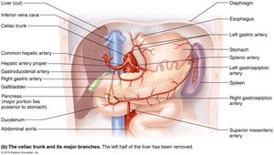 Celiac trunk and major branches supplying the stomach