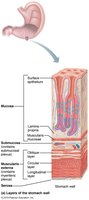 Layers of the stomach wall