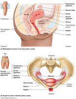 Internal organs of the female reproductive system