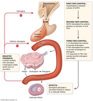 Hormonal regulation of ovarian function during the follicular phase
