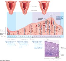 Endometrial changes during the uterine cycle