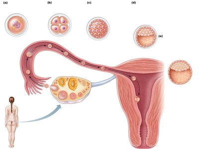 Stages of fertilization and early embryonic development