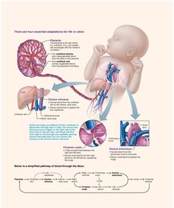 Fetal and newborn circulation