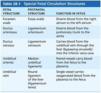 Special fetal circulation structures table