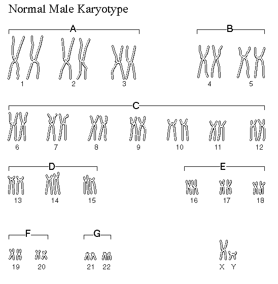 Normal male karyotype
