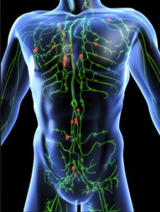 Diagram of the lymphatic system in the human body