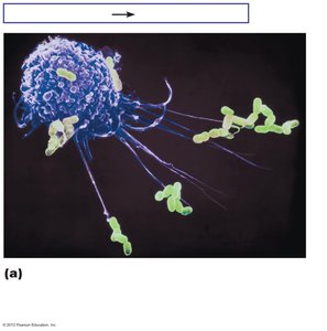Macrophage engulfing bacteria