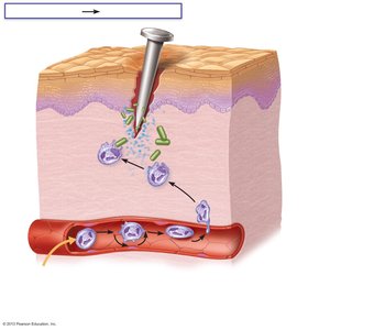 Steps of phagocyte mobilization during inflammation