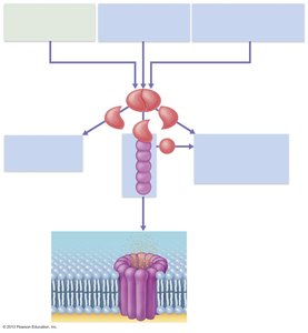 Complement activation pathways and membrane attack complex formation