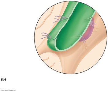 Close-up of lymphatic capillary structure with minivalves
