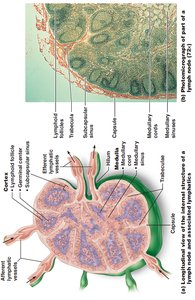 Structure of a lymph node