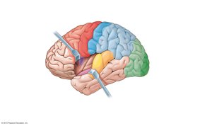 Functional areas of the cerebral cortex