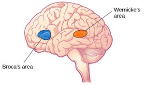 Broca's and Wernicke's areas