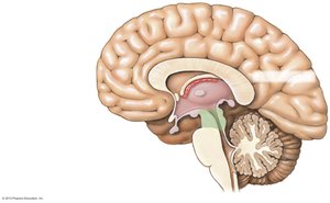 Diencephalon and associated structures