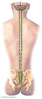 Spinal cord and nerve roots