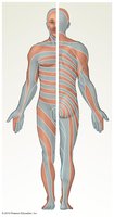 Dermatomes of the body