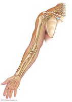Brachial plexus and major nerves of the arm