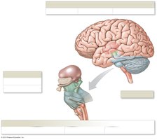 Major regions of the brain