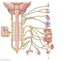 Lumbar and sacral plexuses and major nerves