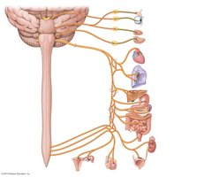 Parasympathetic nervous system innervation