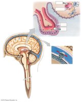 CSF movement and meninges