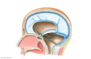 Dural folds and sinuses