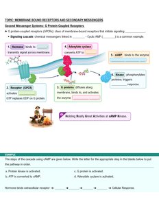 cAMP signaling cascade and amplification