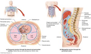 Serous membranes of the anterior body cavities