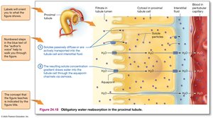 How to approach a physiology figure