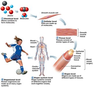 Levels of structural organization in the human body