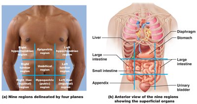 Abdominopelvic cavity regions