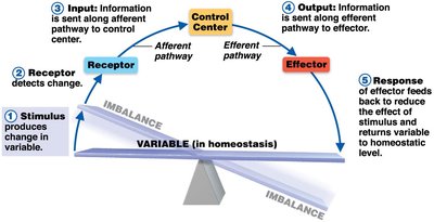 Homeostatic control system diagram