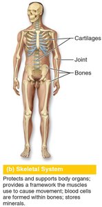 Skeletal system
