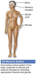 Nervous system