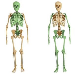 Axial and appendicular skeletons comparison