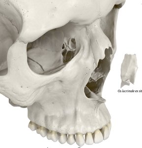 Lacrimal bone in the facial skeleton