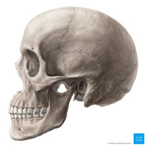 Lateral view of the human skull showing cranial bones
