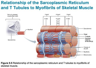 Relationship of the sarcoplasmic reticulum and T tubules to myofibrils of skeletal muscle