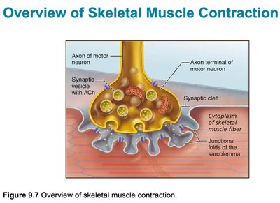 Overview of skeletal muscle contraction