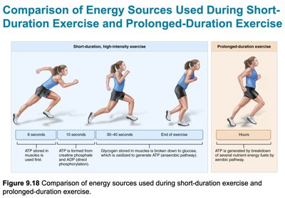 Comparison of energy sources used during short-duration and prolonged-duration exercise