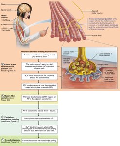 Sequence of events leading to muscle contraction