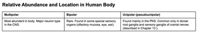 Relative abundance and location in human body of neuron types