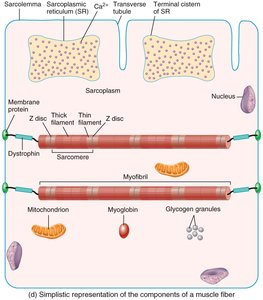 Components of a muscle fiber