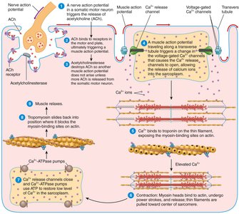 Summary of excitation-contraction coupling