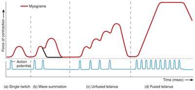 Myogram showing twitch, summation, and tetanus