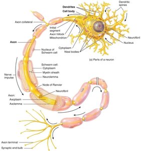 Parts of a neuron