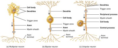 Structural classification of neurons