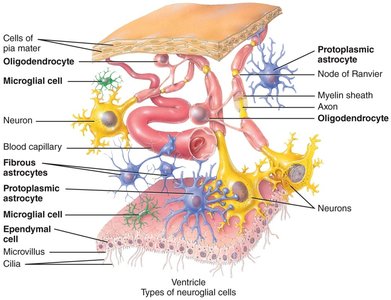Types of neuroglial cells in the CNS
